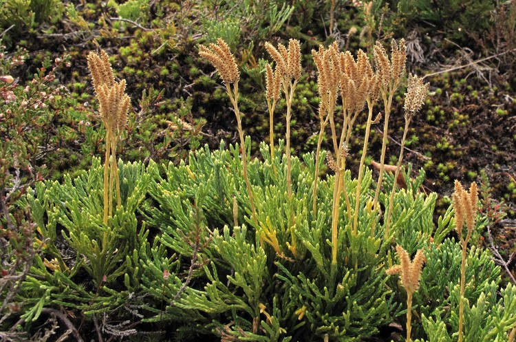 Diphasiastrum zeilleri